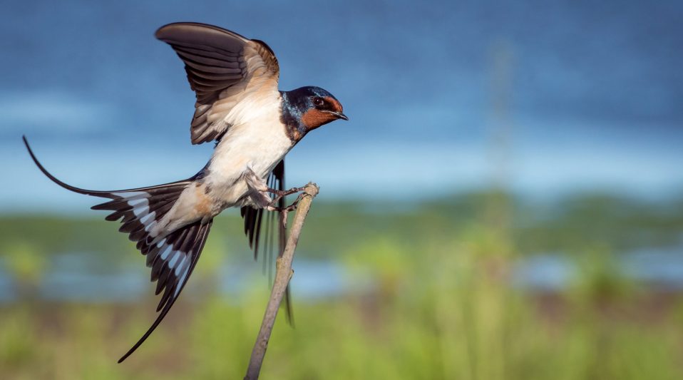 Start Birding - Start Birding